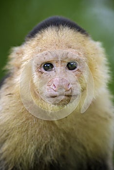 White-faced Capuchin - Cebus capucinus