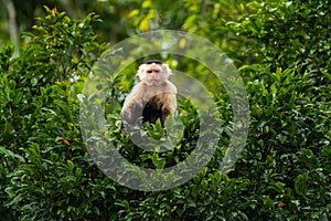 White-faced Capuchin - Cebus capucinus