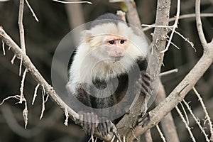 White-faced Capuchin - Costa Rica