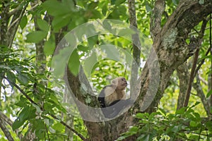 White-faced capuchin in Costa Rica photo