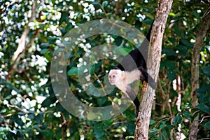 White faced capuchin hanging from a tree jungle trunk