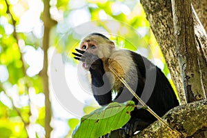 A white faced capuchin licking its hand clean