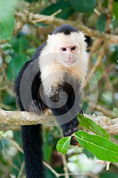 White faced Capuchin Monkey photo