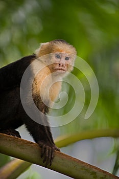 White faced Capuchin Monkey photo