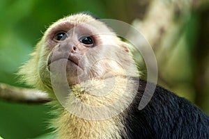 White-faced Capuchin Monkey photo