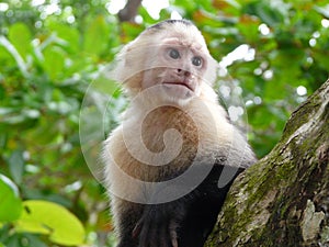 White-faced capuchin monkey