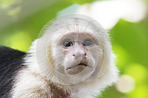 White-Faced Capuchin Monkey photo