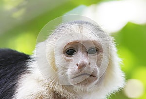 White-Faced Capuchin Monkey