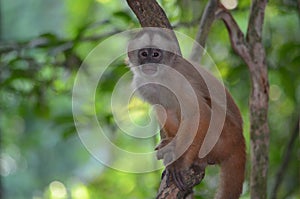 White Faced Capuchin Monkey. Amazon rainforest, Madre de Dios area of Southern Peru