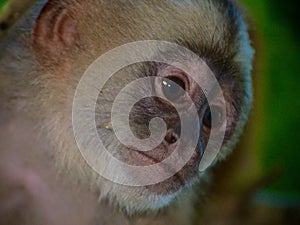 White Faced Capuchin Monkey. Amazon rainforest, Madre de Dios area of Southern Peru