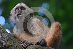 White Faced Capuchin Monkey. Amazon rainforest, Madre de Dios, Peru