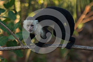 White-Faced Capuchin Monkey in Carara National Park in Costa Rica
