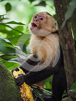 White faced capuchin monkey close up