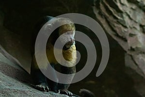 White-faced capuchin monkey closeup eating in zoo