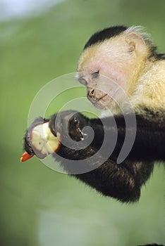 White-faced Capuchin Monkey, Costa Rica photo