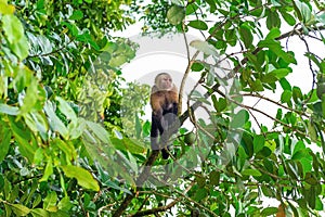 White Faced Capuchin Monkey,  Costa Rica