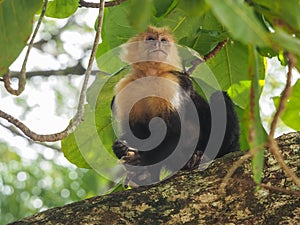 White faced capuchin monkey eating in the trees