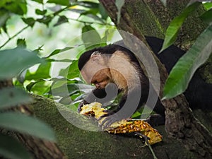 White faced capuchin monkey eating in the trees