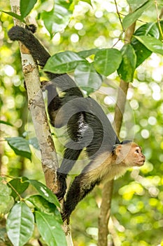 White-faced Capuchin monkey hanging upside down from a liana, Cahuita, Costa Rica