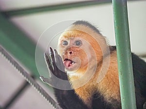 White faced capuchin monkey licking fingers