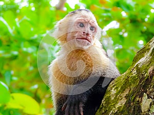 White-faced capuchin monkey, Manuel Antonio National Park
