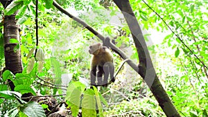 white-faced capuchin monkey in Manuel Antonio national park, Costa Rica