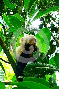 White Faced Capuchin monkey in Manuel Antonio National Park, Costa Rica