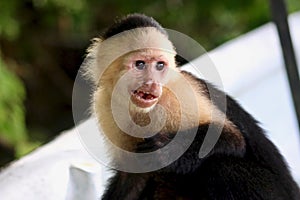 A White-Faced Capuchin Monkey Photographed Near Panama's Monkey Island