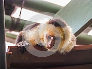 White faced capuchin monkey on the roof