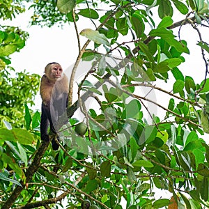 White Faced Capuchin Monkey, Tortuguero, Costa Rica