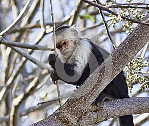 White Faced Capuchin Monkey in a Tree