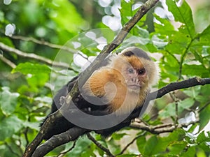 White faced capuchin monkey in the trees