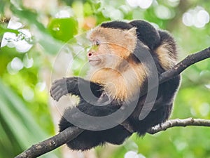 White faced capuchin monkey in the trees