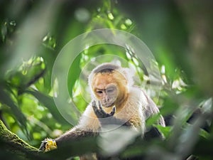 White faced capuchin monkey in the trees