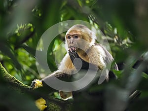 White faced capuchin monkey in the trees