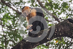 White faced capuchin monkey in the trees