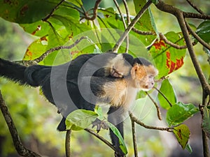 White faced capuchin monkey in the trees