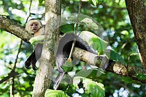 White faced capuchin relaxes on a branch