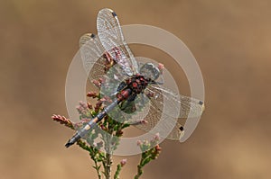 WHITE-FACED DARTER DRAGONFLY