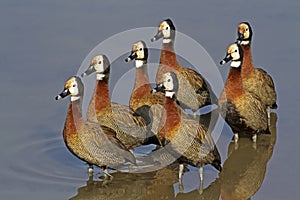 White-faced Ducks