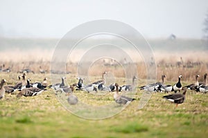 White-faced goose (Branta leucopsis)