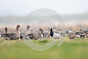 White-faced goose (Branta leucopsis)