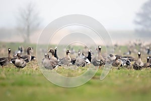 White-faced goose (Branta leucopsis)