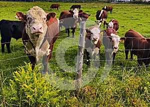 White Faced Hereford Bull