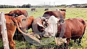 White Faced Hereford Cattle