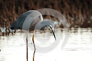 White faced heron