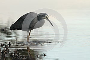 White faced heron