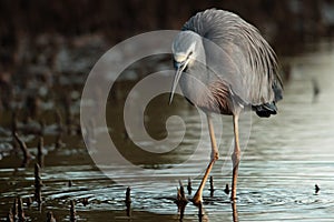 White faced heron