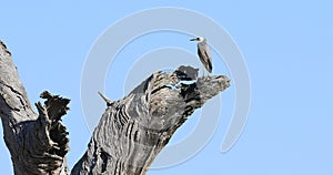 White-faced Heron, Egretta novaehollandiae, in huge dead Gum Tree