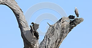 White-faced Heron, Egretta novaehollandiae, in huge gum tree 4K